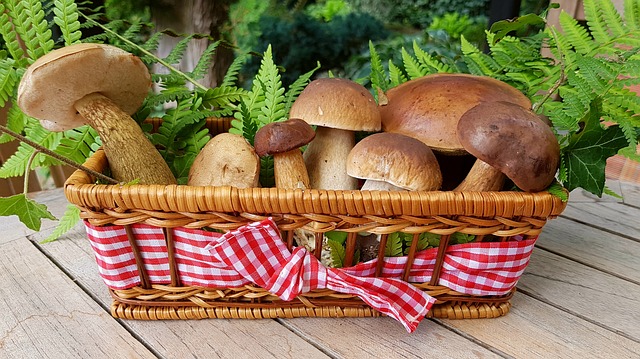 houby v košíčku